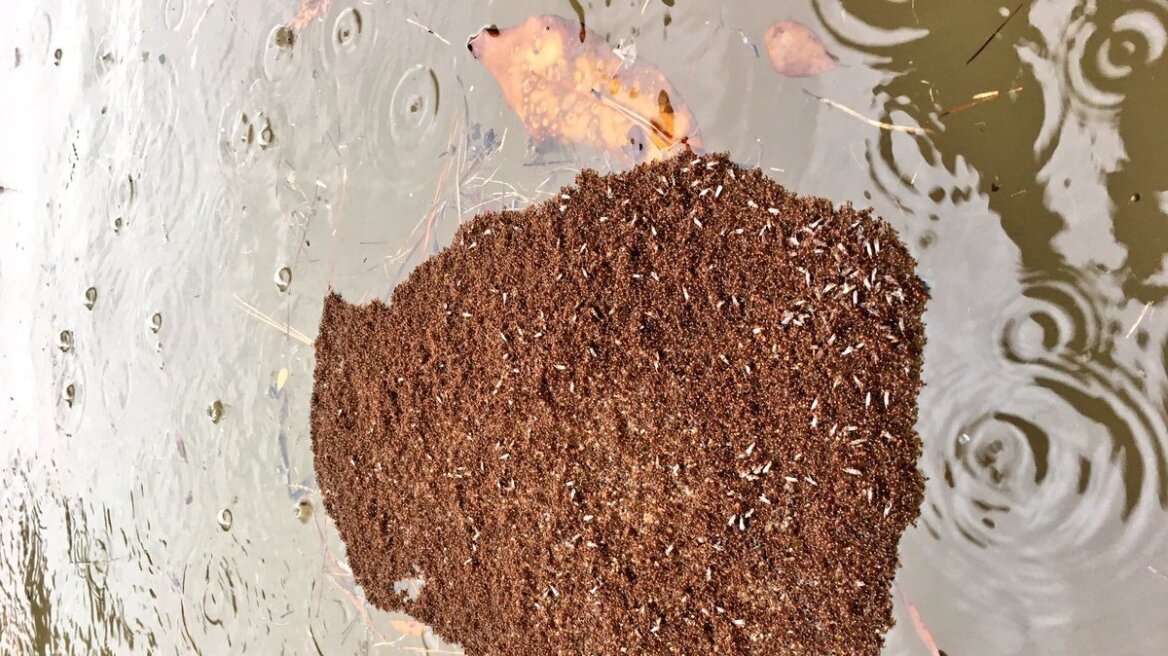 Islands of fire ants in Houston floods! (photo-videos)